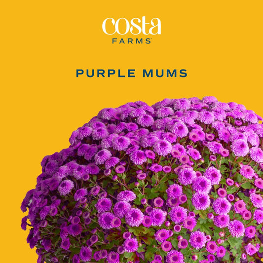 Costa Farms Live Plants – Fall Mums 8-Pack (Purple) in Grower Pots | 1 Qt. Seasonal Houseplants & Outdoor Flowers for Porch, Patio, or Garden | Ships in Bud Form for Longer Bloom