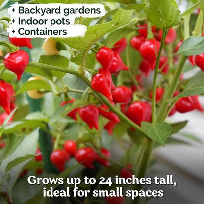 KVITER 50 Pimenta Biquinho, Sweety Drop Peppers Seeds (Capsicum Chinense) – Chupetinho, Pimenta de Bico, Little Red Tear Drop Peppers – Heirloom Red Pepper Vegetable Seeds for Outdoor & Indoor Garden