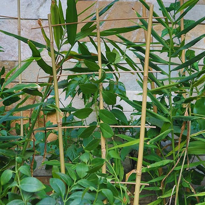 10 Pack 2ft Bamboo Trellis for Climbing Plants-Natural Garden Ladder Trellis, Fan -Shaped Support Trellis for Potted Plant Decor in Door