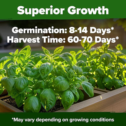 HOME GROWN 𝗨𝗦𝗔 𝗣𝗥𝗘𝗠𝗜𝗨𝗠 Italian Basil Seeds Bulk Pack 1,424 Sweet Large Leaf Basil Seeds for Planting 𝗡𝗢𝗡-𝗚𝗠𝗢 and Heirloom Herb Seeds for Planting Indoors or Outdoors (Ocimum basilicum)