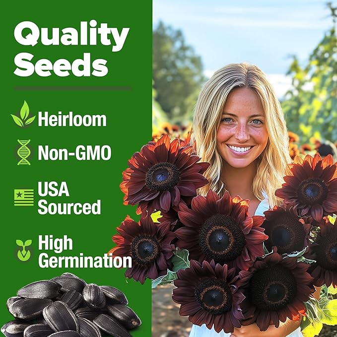 HOME GROWN Chocolate Cherry Sunflower Seeds – 75 𝗡𝗢𝗡-𝗚𝗠𝗢 𝗨𝗦𝗔 Heirloom Seeds for Planting Burgundy Sunflowers – Tall Flower for Garden, Pollinators, Butterflies (Helianthus annuus)