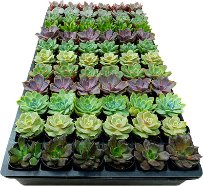 1.75 Inch Mini-Echeveria Assortment | Beautiful Rosette Assortment | Colorful, Hand-Picked Assortment | Great for Office, Home, or Wedding Decor | 72-Pack