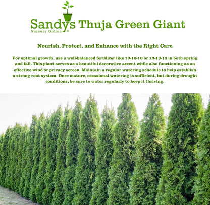 Thuja Green Giant Arborvitae Lot of 30 Each in a Protective Pouch 12-15 inches Tall