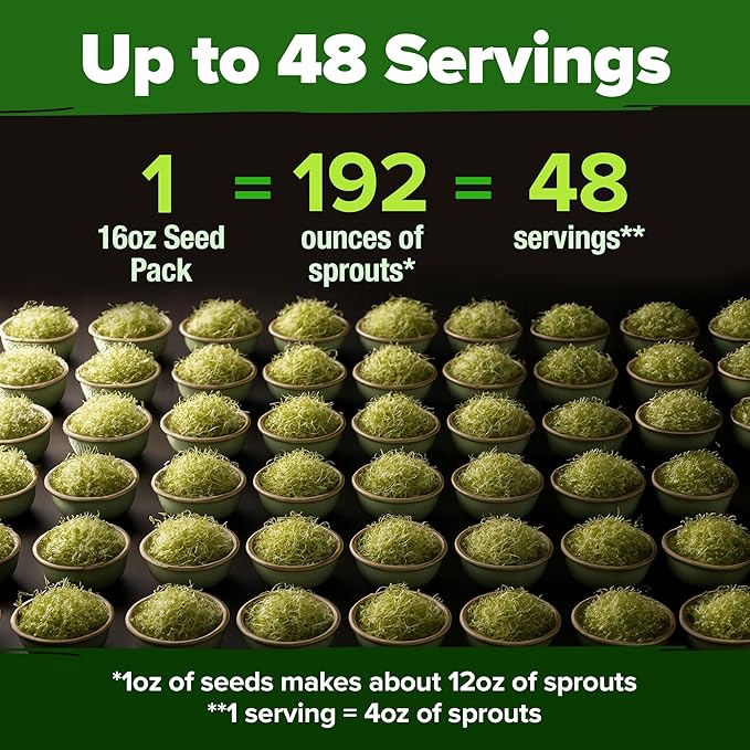 HOME GROWN 𝗨𝗦𝗔 𝗣𝗥𝗘𝗠𝗜𝗨𝗠 Alfalfa Sprout Seeds 16oz Bulk Pack with Thousands of Seeds 𝗡𝗢𝗡-𝗚𝗠𝗢 Alfalfa for Sprouting & Microgreens Indoor Outdoor Growing Resealable Bag High Germination