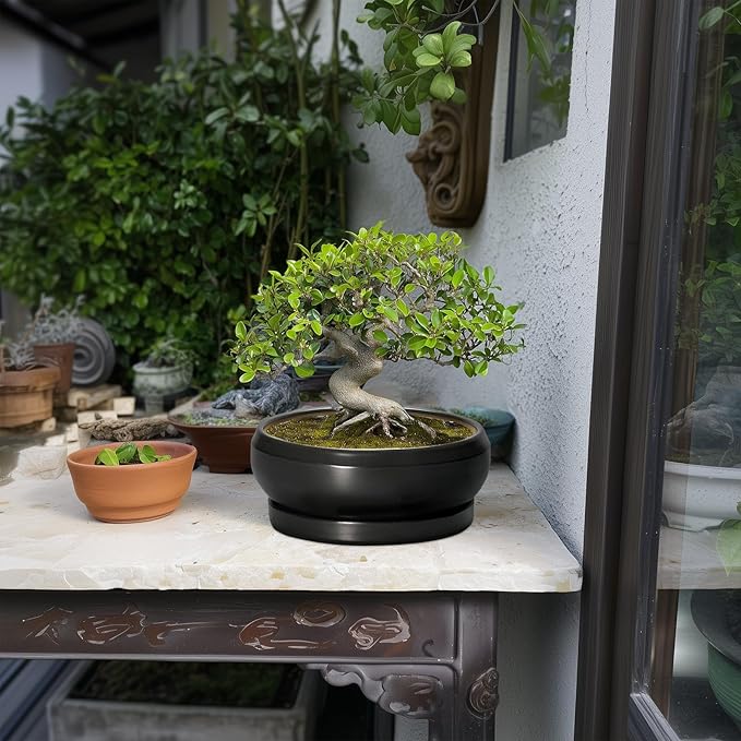 Succulent Planters 8 Inch - Ceramic Bonsai Pots for Indoor Outdoor, Round Succulent Pots with Drainage Hole and Saucer, Modern Shallow Planter Bowl, Garden Home Decor, Birthday Gifts, Black