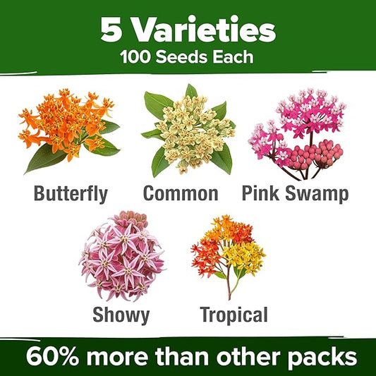 HOME GROWN Milkweed Flower Seeds - 500+ Heirloom Perennial Wildflower Seeds (5 Individual Varieties) Supports Monarch Habitat, Grows in Zones 3–10 (Asclepias syriaca)