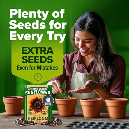 HOME GROWN 𝗨𝗦𝗔 𝗣𝗥𝗘𝗠𝗜𝗨𝗠 Autumn Beauty Sunflower Seeds to Plant 40 Heirloom Non-GMO Sunflower Seeds for Planting Blooms for Pollinator Support, and Ornamental Flower Garden (Helianthus annuus)