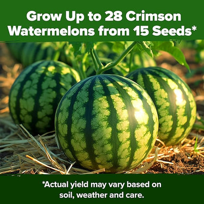 HOME GROWN 𝗨𝗦𝗔 𝗣𝗥𝗘𝗠𝗜𝗨𝗠 𝗢𝗥𝗚𝗔𝗡𝗜𝗖 Watermelon Vegetable Seeds (Crimson Sweet) – 15 Non-GMO, Heirloom Water Melon (7g) for Planting in Home Gardens or Beds Outdoors – Citrullus lanatus