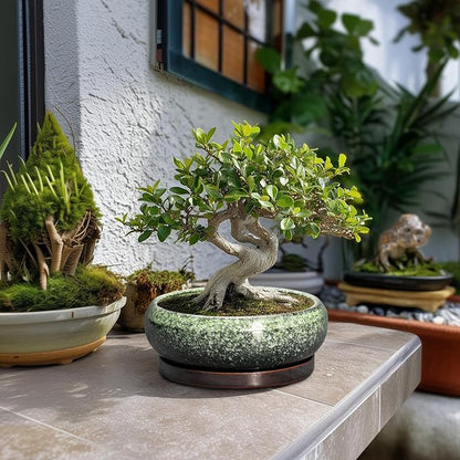 Bonsai Pots 8 Inch - Ceramic Succulent Pots with Drainage Hole and Saucer, Shallow Plant Pot for Indoor Outdoor, Bonsai Tree Pots, Round Planter Bowl, Home Decor, Gift for Plant Lover, Green