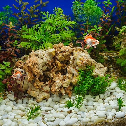 20 lbs White Pebbles for Indoor Plants, 0.8-1.2 inch Small River Rocks for Plants. Decorative White Stones for Planters Vase Fish Tank and Outdoor Garden Landscaping Rocks