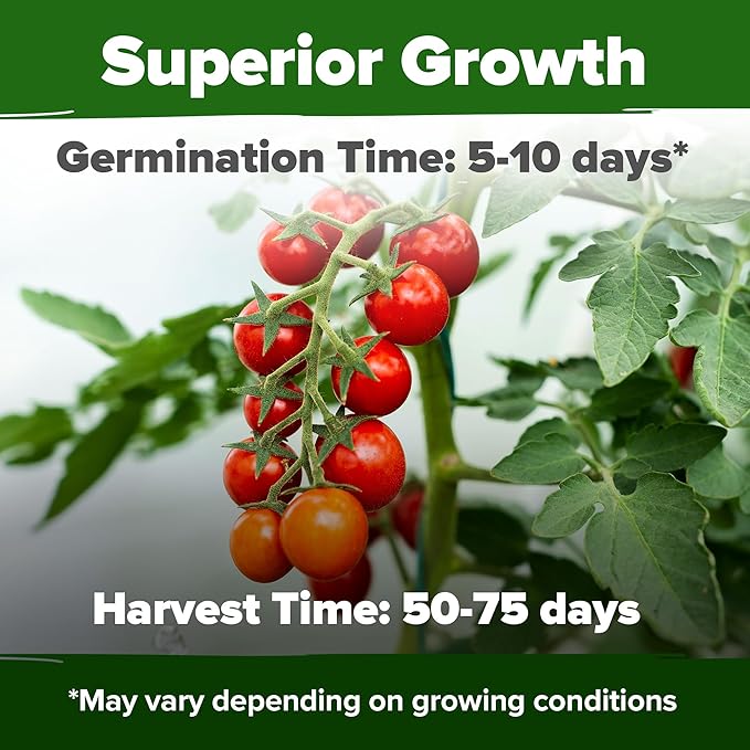 HOME GROWN Large Red Cherry Tomato Seeds Pack– 500 High Germination Heirloom Seeds – 𝗡𝗢𝗡-𝗚𝗠𝗢 𝗨𝗦𝗔 Vegetable Seeds for Garden,Homestead & Self-Sufficient Growing(Solanum lycopersicum)