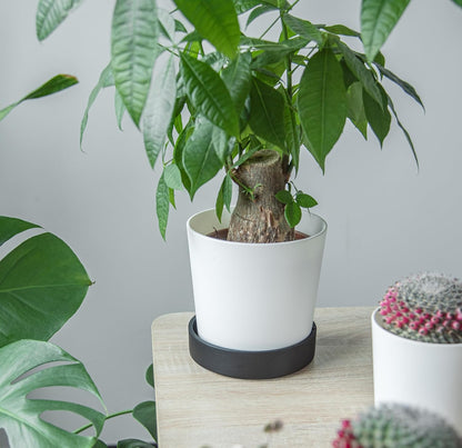 Phoenix Vine 6 Inch Plastic Plant Saucer Water Drip Tray, Heavy Sturdy Round Plant Drainage Tray for Indoors Outdoor, Set of 4, Matte Black, 21-TY-6B-4