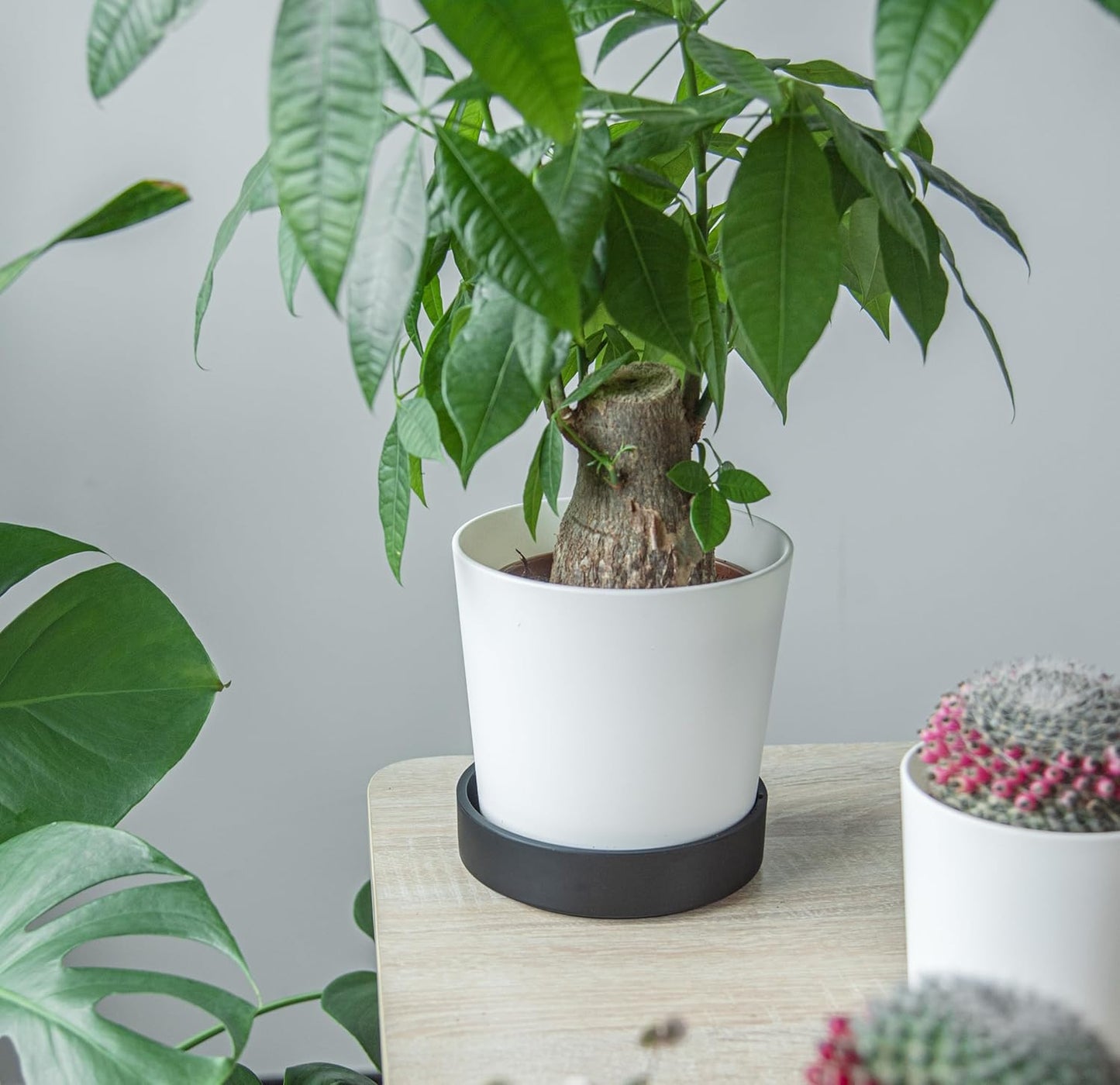 Phoenix Vine 6 Inch Plastic Plant Saucer Water Drip Tray, Heavy Sturdy Round Plant Drainage Tray for Indoors Outdoor, Set of 2, Matte Black, 21-TY-6B-2