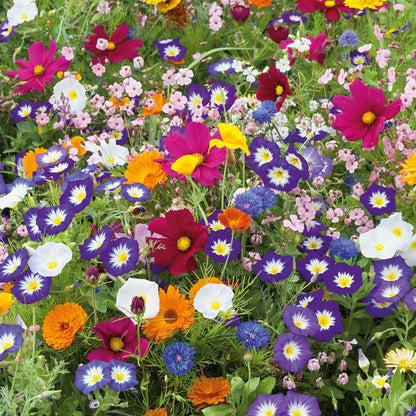Eden Brothers Royal Meadow Flower Mixed Seeds for Planting, 5 lb, 2,400,000+ Seeds with Morning Glory, African Daisy | Attracts Pollinators, Plant in Spring or Fall, Zones 3, 4, 5, 6, 7, 8, 9, 10