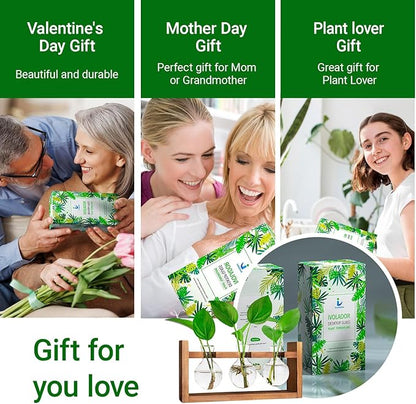 Propagation Station, Plants Terrarium, Plants Lover Gifts for Women,Plant Cutting Holder Home décor,Gifts for Women,House Warming New Home-3 Bulbs-Easy