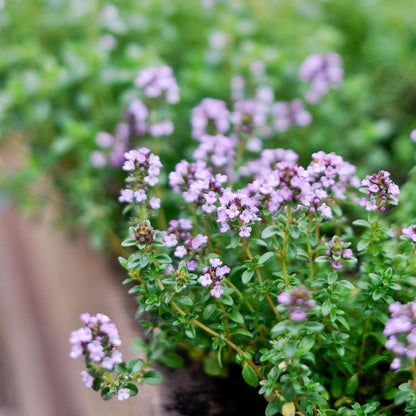 German Thyme Plants - Perfect for Indoor or Outdoor Gardening, High in Antioxidants, Fragrant and Flavorful Herb (2 ger Thyme Cups)