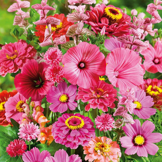 Eden Brothers Pink Perfection Flower Mixed Seeds for Planting, 5 lb, 2,400,000+ Seeds with Zinnia, Cosmos Versailles | Attracts Pollinators, Plant in Spring or Fall, Zones 3, 4, 5, 6, 7, 8, 9, 10