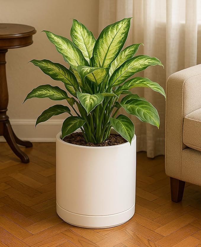 D'vine Dev Set of 2 Plants Pots, 10 Inch Ceramic Planter Pot for Plants with Drainage Hole and Saucer, Oatmeal, 94-V-E-8