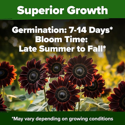 HOME GROWN Chocolate Cherry Sunflower Seeds – 75 𝗡𝗢𝗡-𝗚𝗠𝗢 𝗨𝗦𝗔 Heirloom Seeds for Planting Burgundy Sunflowers – Tall Flower for Garden, Pollinators, Butterflies (Helianthus annuus)