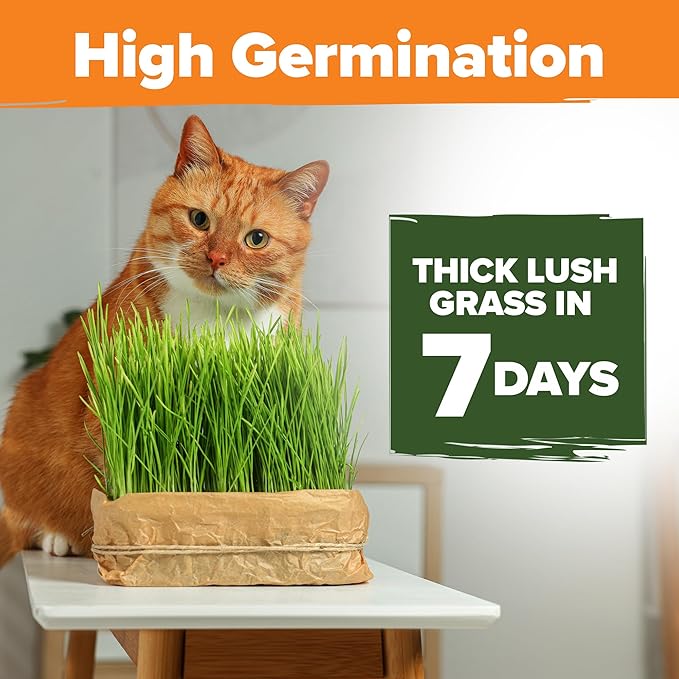 HOME GROWN 𝗨𝗦𝗔 𝗣𝗥𝗘𝗠𝗜𝗨𝗠 1 Pound Cat Grass Seeds for Cat & Kittens Oat & Barley Mix 100% 𝗡𝗢𝗡-𝗚𝗠𝗢 Heirloom, Grow Fresh Kitty Grass for Chewing, Pet Grass for Cats Indoor Garden