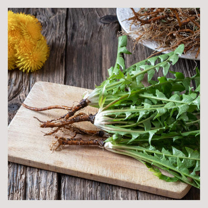 MagJo Naturals Dandelion Root, Raw, Not Roasted, Loose Tea (50 + Cups) (4 oz) 100% Wild-Crafted from Eastern Europe