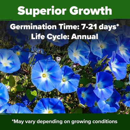 HOME GROWN 𝗨𝗦𝗔 𝗣𝗥𝗘𝗠𝗜𝗨𝗠 Heavenly Blue Morning Glory - 150 Heirloom Seeds for Planting, 𝗡𝗢𝗡-𝗚𝗠𝗢 Ideal for a Flower Garden That Attracts Pollinators and Birds (Ipomoea Tricolor)
