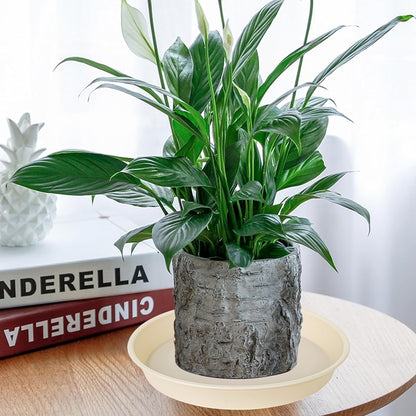 6 Pack of 10 inch Plant Saucer Blue, Heavy Duty Plastic Plant Saucer 10 inch Round, Flower Plant Saucers for Indoors, Plant Trays for Planter 8"/9"/10" (10", Beige)