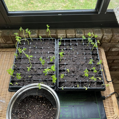 Heavy Duty Seed Starter Trays with 5'' Tall Humidity Domes & 2.75'' Deep Cells – 3-Pack (162 Cells Total) Reusable Plant Germination Kit, Durable Plastic Seedling Trays for Herbs, Vegetables