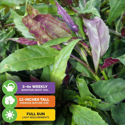 Okinawa Spinach - Gynura crepioides - Wellspring Garden Starter Plant - Easy to Grow Edible Plant - Vegetable Live Plant for Indoor & Outdoor Growing & Planting - Ideal for Home, Backyard & Gardening