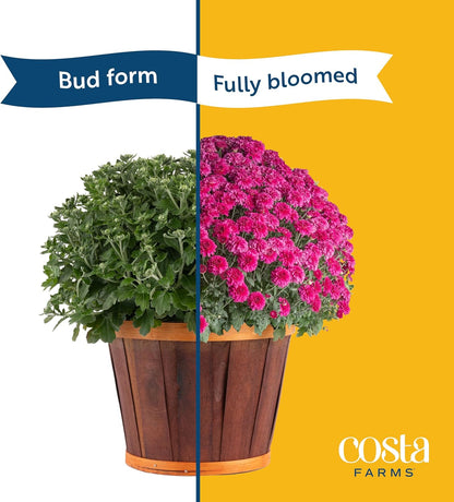 Costa Farms Live Plants – Fall Mums 4-Pack (Red) in Grower Pots | 1 Qt. Seasonal Houseplants & Outdoor Flowers for Porch, Patio, or Garden | Ships in Bud Form for Longer Bloom