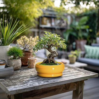 Succulent Pots with Drainage Hole - 6 Inch Ceramic Bonsai Pots for Indoor Outdoor, Shallow Plant Pot with Saucer, Bonsai Planter, Round Succulent Planter, Patio Decor, Gardening Gift, Yellow