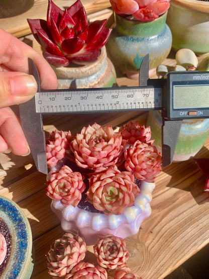 Echeveria Ben Badis Rare Live Succulent Plants, Red 4-5 Heads 3" Live Plant, Package Without Pot & Soil, Garden Indoor Office Desk, Wedding Party Baby Shower Decoration, Friend Plant Lovers Gifts