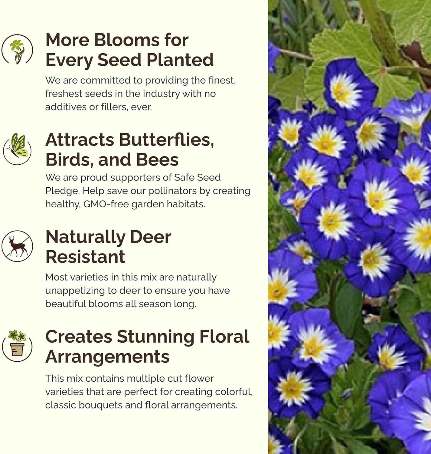 Eden Brothers Blue Ribbon Flower Mixed Seeds for Planting, 1/4 lb, 120,000+ Seeds with Blue Bell, Cornflower Blue, Chicory, Attracts Pollinators, Plant in Spring or Fall, Zones 3, 4, 5, 6, 7, 8, 9, 10