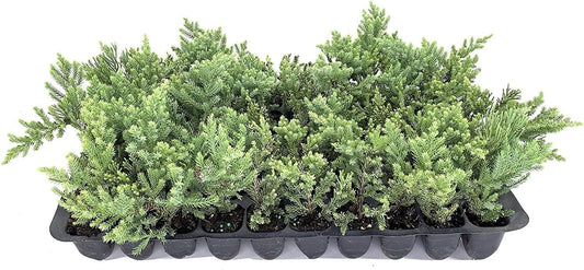 San Jose Juniper | 20 Live Plants | Juniperus Chinensis | Bonsai Drought Tolerant Cold Hardy Evergreen Groundcover