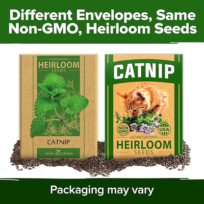 HOME GROWN 𝗨𝗦𝗔 𝗣𝗥𝗘𝗠𝗜𝗨𝗠 Catnip Seeds (Bulk Pack) 𝗡𝗢𝗡-𝗚𝗠𝗢 Heirloom Herb 2,116 Seeds - Indoor or Outdoor Seed - High-Germination Cat Nip - Cat Safe Plants (Nepeta cataria)