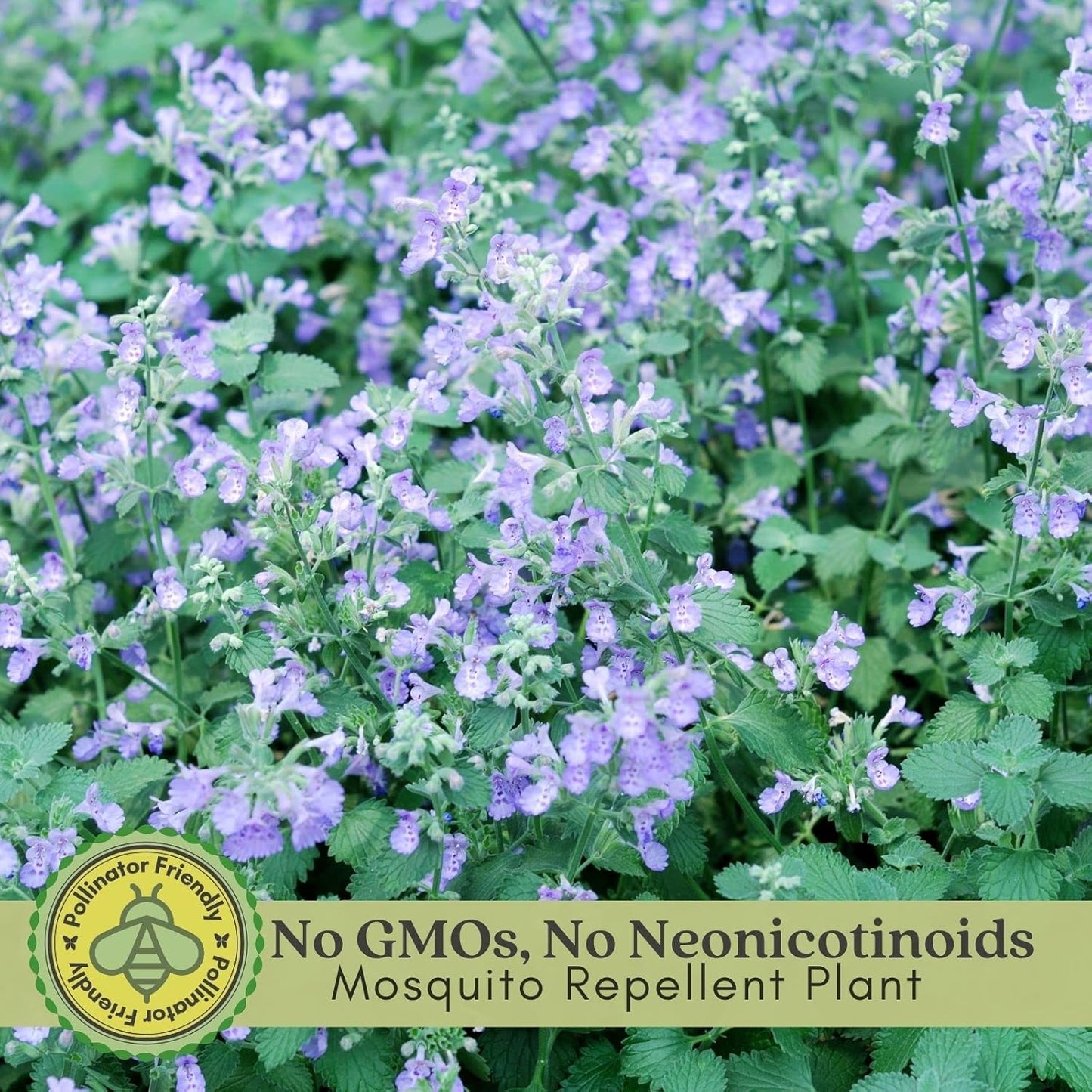 Clovers Garden Catmint (Nepeta) Plants – Two (2) Live Plants – Non-GMO - Not Seeds - Each 4" to 8" Tall – in 4" Inch Pots – Natural Mosquito Plant - Hardy Flowering Perennial Herb, Pollinator Favorite