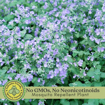 Clovers Garden Catmint (Nepeta) Plants – Two (2) Live Plants – Non-GMO - Not Seeds - Each 4" to 8" Tall – in 4" Inch Pots – Natural Mosquito Plant - Hardy Flowering Perennial Herb, Pollinator Favorite
