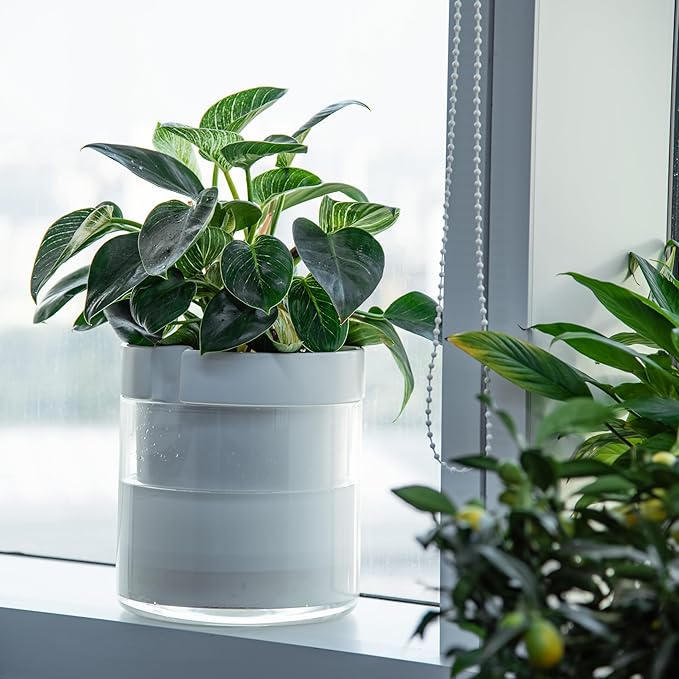 Phoenix Vine 10 Inch Self Watering Planter, White Terracotta Clay Pot with Glass Reservoir for Indoor Plants, Herbs, Flowers, Set of 1, 52-B-I-1