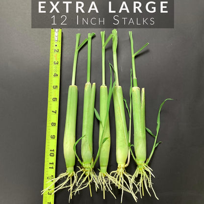 5 Lemongrass Plants 12 Inches Long, Rooted & Ready to Plant, Hydroponically Grown Lemon Grass Live Stalks, Natural Mosquito Repellent, Premium Quality Stalks Perfect for Tea and Essential Oils