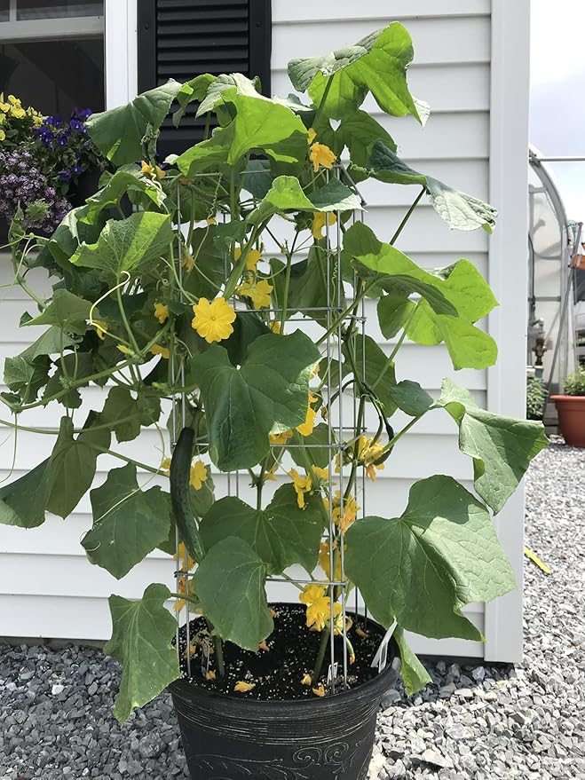 Cedar Ridge Square Foldable Potted Vegetable Cage – Heavy-Duty Plant Support for Containers & Small-Space Gardens – Ideal for Tomatoes, Peppers & Climbing Plants. Made in USA (9x40) – 3-Pack