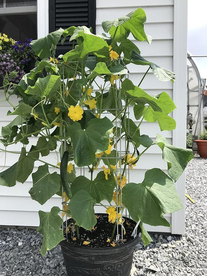 Cedar Ridge Square Foldable Potted Vegetable Cage – Heavy-Duty Plant Support for Containers & Small-Space Gardens – Ideal for Tomatoes, Peppers & Climbing Plants. Made in USA (9x40) – 3-Pack