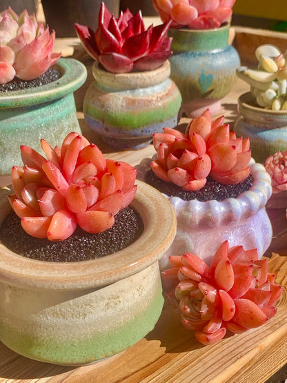 FWPP Echeveria Champagne Rare Live Succulent Plants, Wine 2.5 inches Live Plants Indoor,Bare Root Without Pot Soil,Desk Wedding Baby Shower Decoration Friend Plant Lover Gift