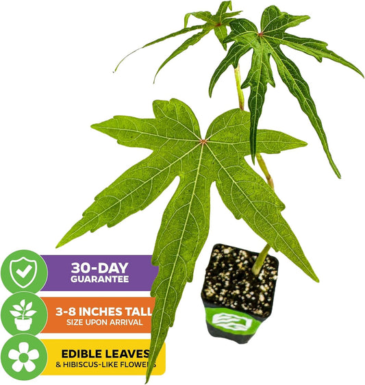 Chief Kubo's Prize South Sea Salad Tree (BeLe Tree) - Abelmoschus Manihot - Wellspring Gardens Starter Plant - Vegetable Plant Live - Ideal for Indoor & Outdoor Growing for Garden