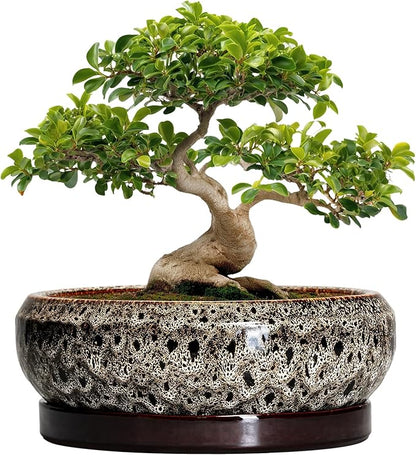 Bonsai Planter 13 Inch - Large Ceramic Succulent Planters, Shallow Plant Pot Indoor with Drainage Hole and Tray, Bonsai Pot, Round Bowl Planter Outdoor, House Decor, Housewarming Gift, White