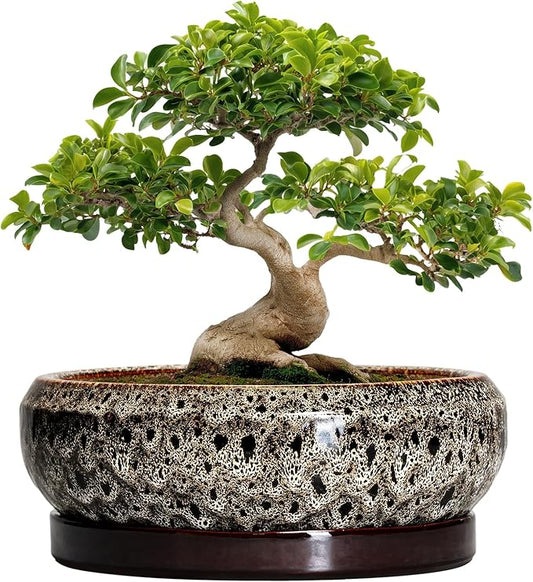 Bonsai Planter 13 Inch - Large Ceramic Succulent Planters, Shallow Plant Pot Indoor with Drainage Hole and Tray, Bonsai Pot, Round Bowl Planter Outdoor, House Decor, Housewarming Gift, White