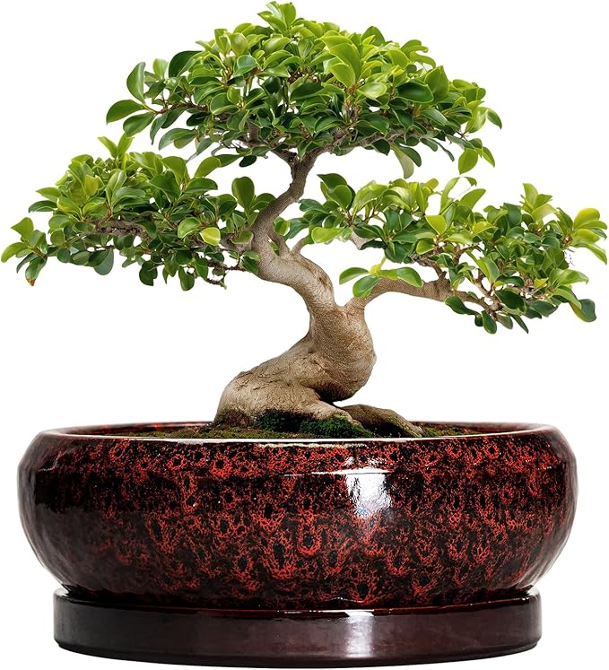 Bonsai Pots with Drainage Hole - 13 Inch Ceramic Succulent Pots, Large Succulent Planter with Saucer, Shallow Planter Indoor Outdoor, Round Planter Bowl, Apartment Decor, Garden Gifts, Red