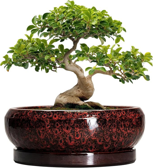 Bonsai Pots with Drainage Hole - 13 Inch Ceramic Succulent Pots, Large Succulent Planter with Saucer, Shallow Planter Indoor Outdoor, Round Planter Bowl, Apartment Decor, Garden Gifts, Red