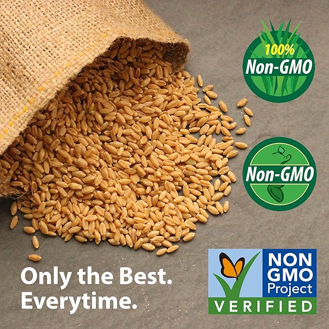 Blue Lake Bush Bean 274 Seeds - 1 Lbs - Non-GMO, Heirloom, Open Pollinated - Vegetable Garden Seeds - Green String Beans