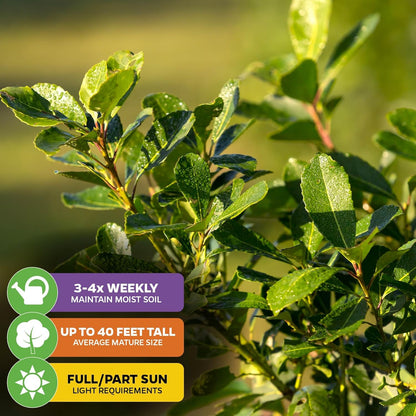 Yerba Mate - Ilex paraguariensis by Wellspring Gardens - South American Tea Plant - Cultural Heritage Tree - Exotic Botanical Energizer - Holly Family Plant - Starter Plant Herb Plant