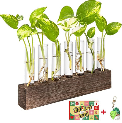 KAXYEW Desktop Glass Plant Propagation Station Test Tube Plant Terrarium in Wooden Stand for Hydroponic Plants Cutting Office Home Decoration